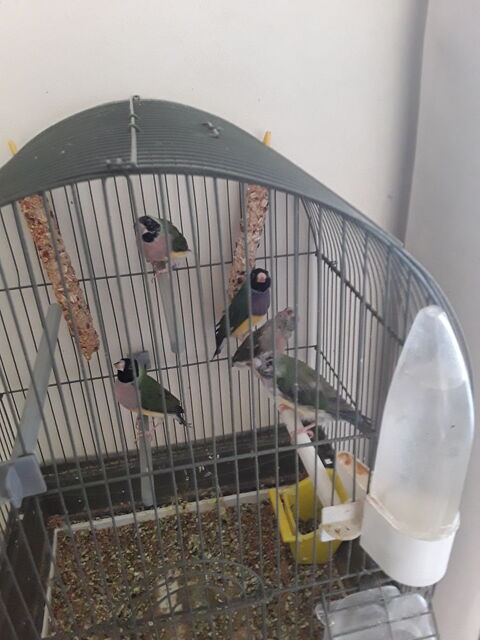 3 jeunes oiseaux diamants gold 60 94170 Le perreux-sur-marne