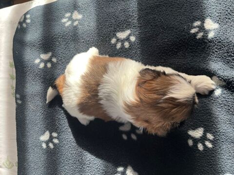 Chiots SHIH TZU  750 09190 Lorp-sentaraille