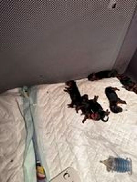   chiot yorkshire a reserver mâles et femelle  