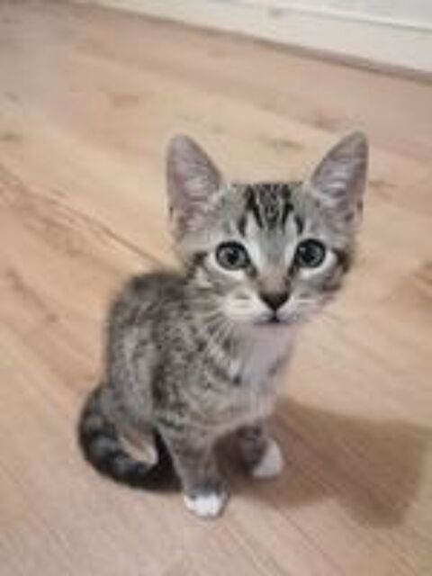   chaton femelle 2 mois à l'adoption (secteur COUTRAS 33) 