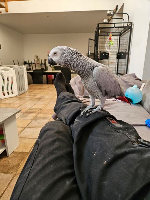 Perroquet gris du gabon 1800 45330 Malesherbes