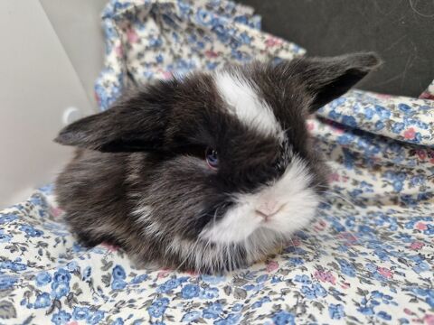 B&eacute;b&eacute;s lapins minilop 120 05700 Serres