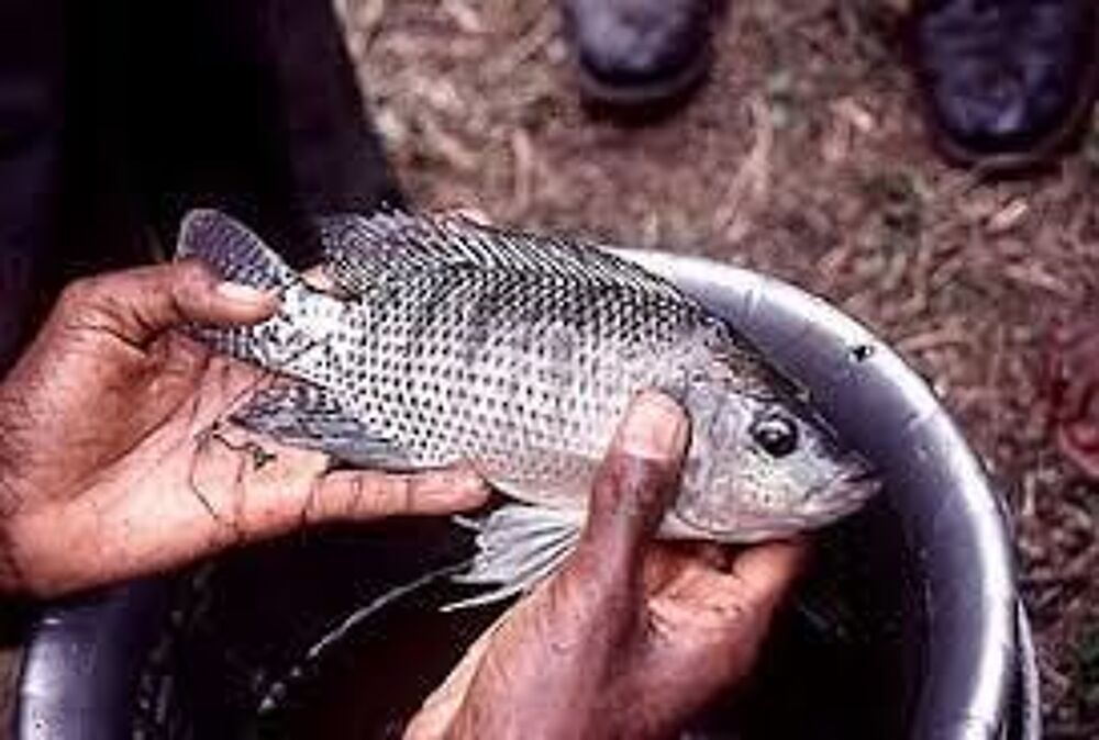   donne 1 tilapia niloticus 35 cm  