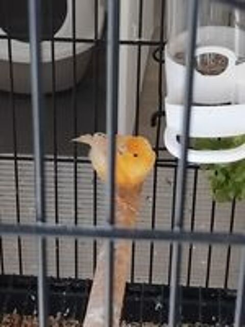   Couple canaris avec cage  