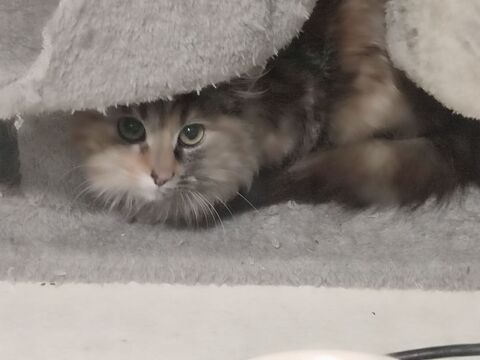 Plume, toute jeune chatonne Angora sauvageonne à sociabiliser 180 06530 Saint-czaire-sur-siagne