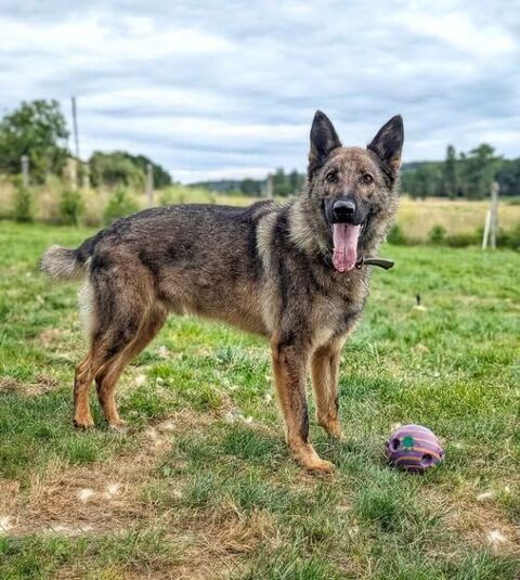 SKOLL m&acirc;le type berger allemand 5 ans 240 16210 Chalais