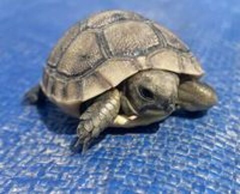   Bébé+tortue+Testudo+graeca+ibera+ 