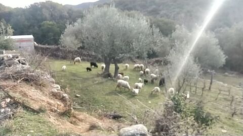 Vente moutons Ouessants pour ecopaturage 34390 Saint-martin-de-l'aron