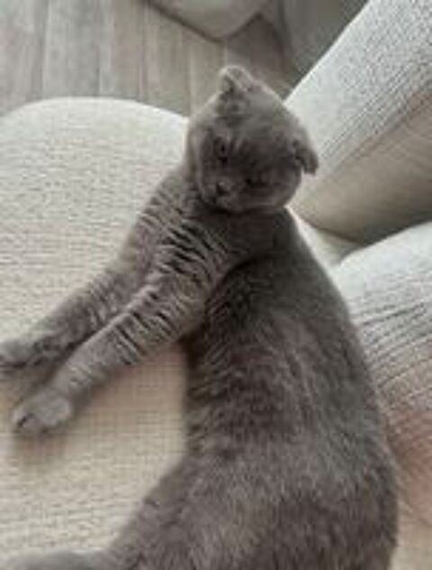   Minou cherche sa nouvelle famille 