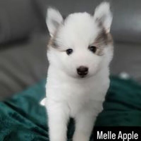  R�servation chiot femelle pomsky disponible  