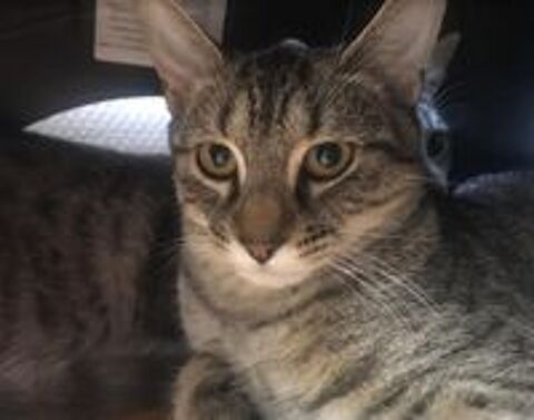   Kaito, europen tigr, 8 mois 