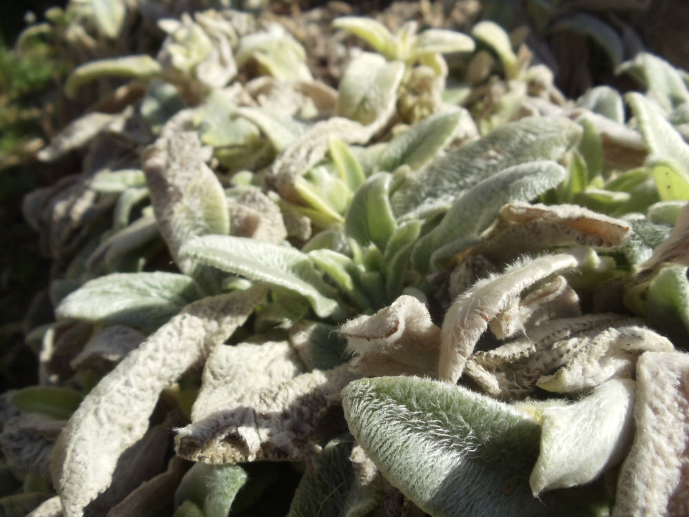 Oreille de lapin Jardin