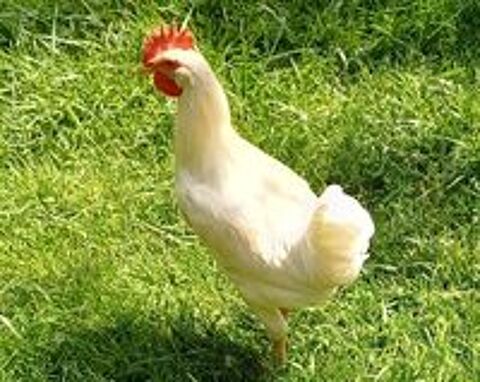   Coq . Azur. 