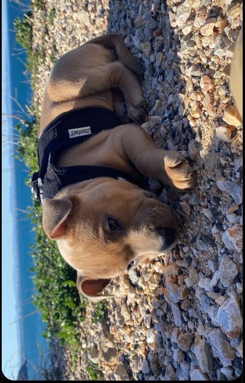 M&acirc;le staffie disponible pour reproduction 400 66660 Port-vendres