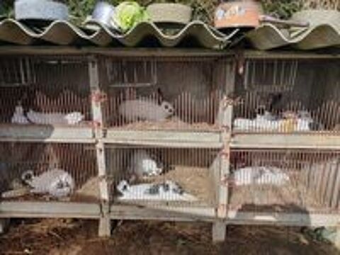   lapins papillons français 
