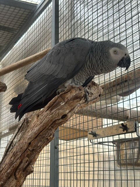 Femelle gris du Gabon 1200 34290 Valros