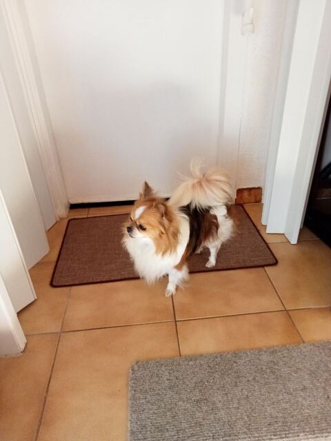 Cause sant&eacute; donne a couple de retrait&eacute;s de pr&eacute;f&eacute;rence Chihua 0 33720 Illats