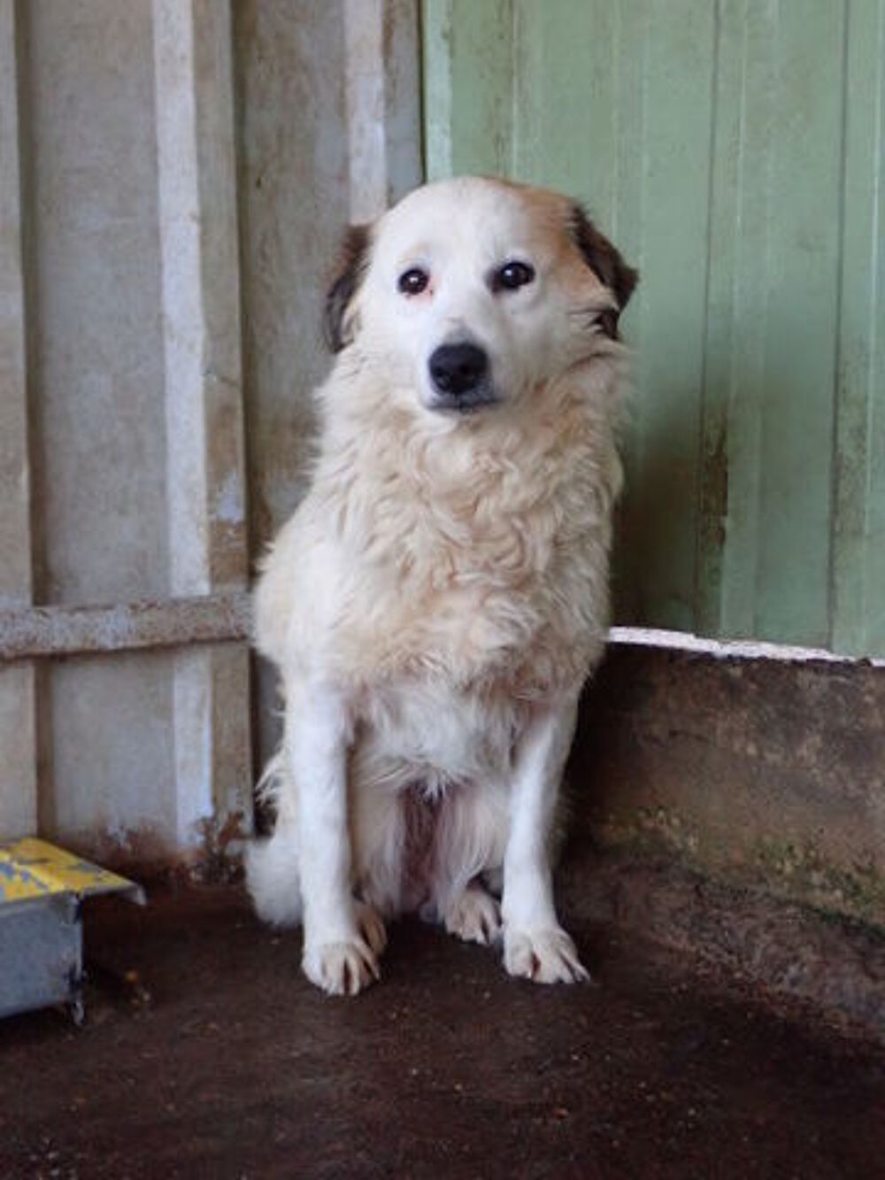   Mandragore � l'adoption 
