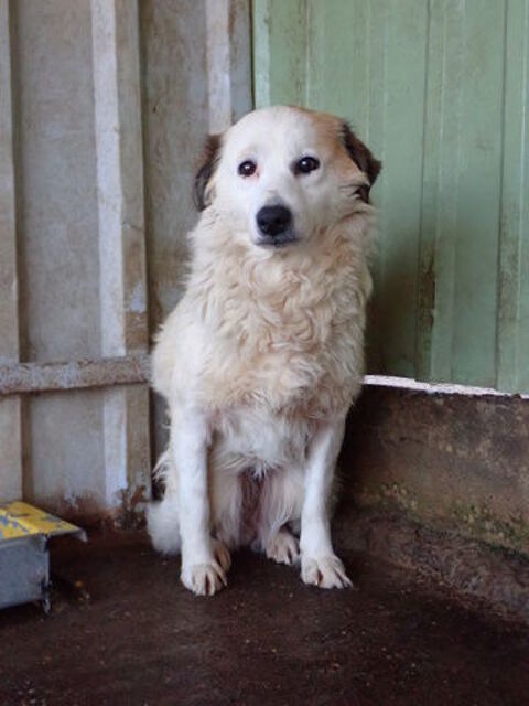 Mandragore &agrave; l'adoption 300 36000 Ch�teauroux