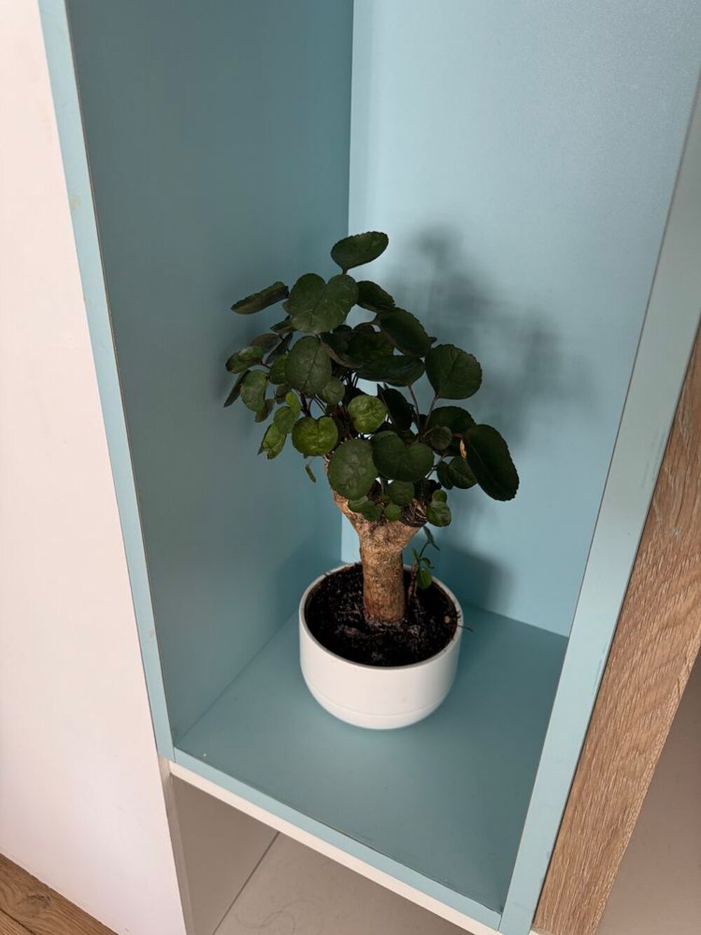 Bonsa&iuml; vivant dans un pot blanc &eacute;l&eacute;gant Jardin