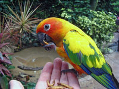   Conure Soleil (Aratinga solstitialis) 