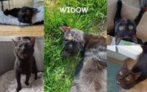   WIDOW jolie noiraude à adopter 