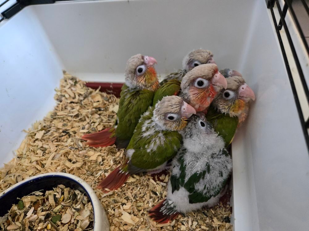   Petit perroquet apprivoisé  