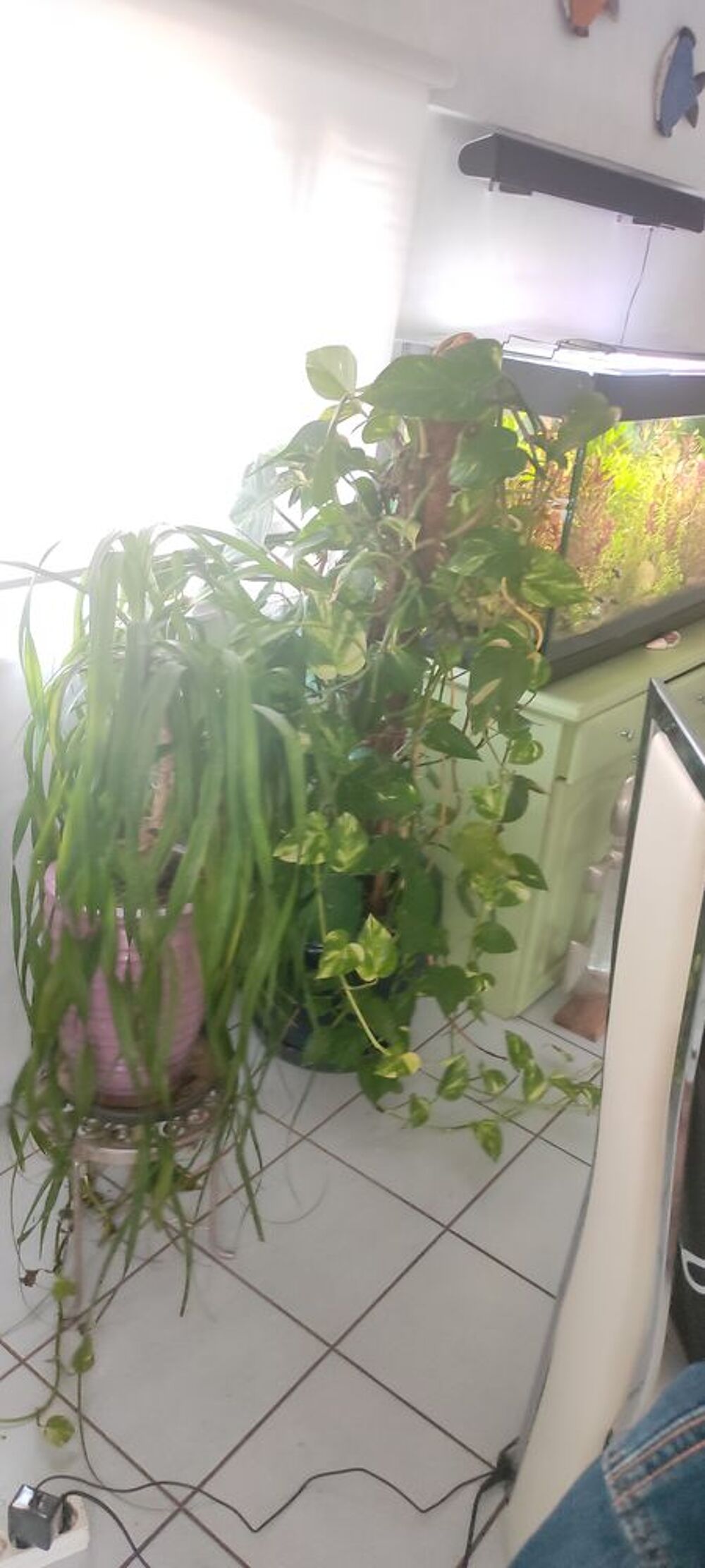 plantes int&eacute;rieures et ext&eacute;rieures + aquarium Jardin