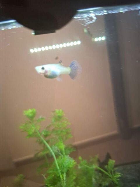 Guppy bleu 1 83460 Les arcs