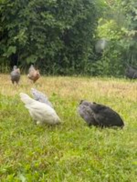   poussins nés le 23 mars 