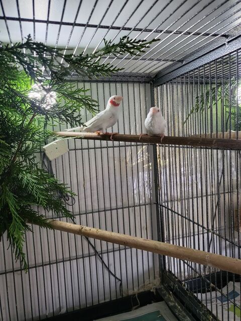 Couples coup coupé blanc albinos 25 86430 Luchapt