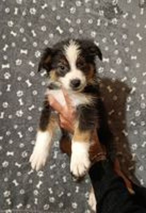  Chiots berger australien non lof  