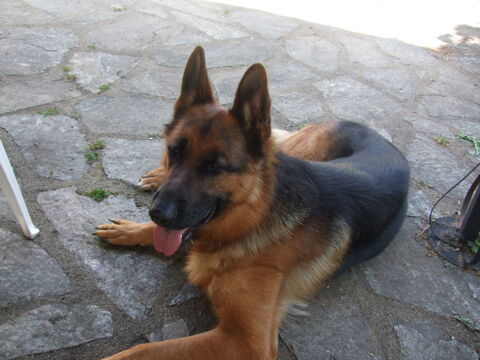 Quatre fauteuils de style Louis XIII 300 Charensat (63)