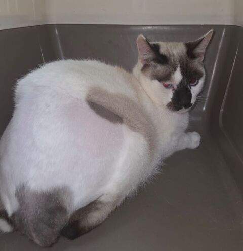 RAFAELO 230 27620 Gasny