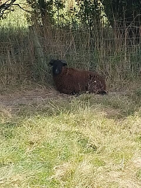 bélier Ouessant 7 mois 70 a débattre
70 44550 Montoir-de-bretagne