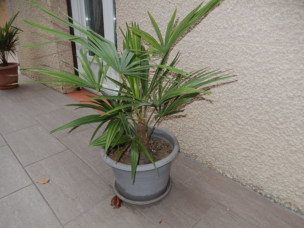 PALMIER TRACHYCARPUS FORTUNEI R&Eacute;SISTE LA S&Eacute;CHERESSE ET FROI Jardin