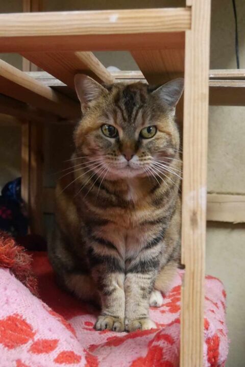 Minette, femelle 10 ans 90 35410 Nouvoitou