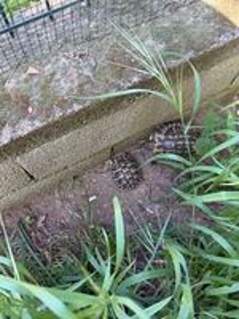   Tortue de terre  