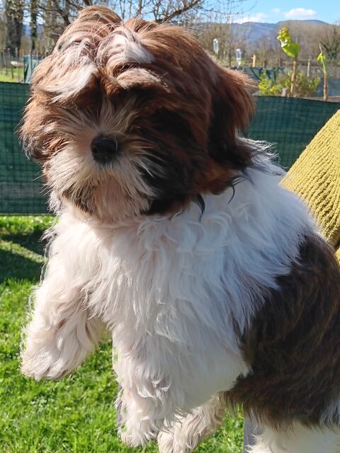 Venez découvrir nos chiots shih-tzu LOF disponibles de suite 800 38210 Saint-quentin-sur-isre