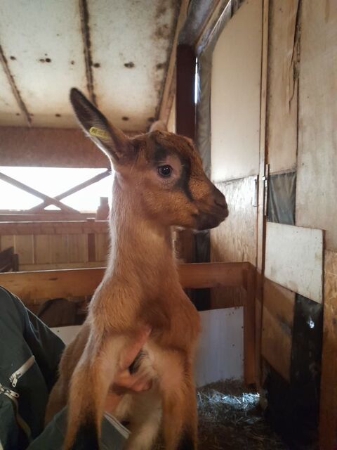 Des petites chevrettes et chevreaux &agrave; sauver 45 04530 Saint-paul-sur-ubaye