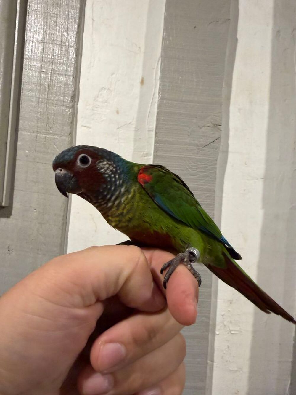   Conure Emma mâle 2026  