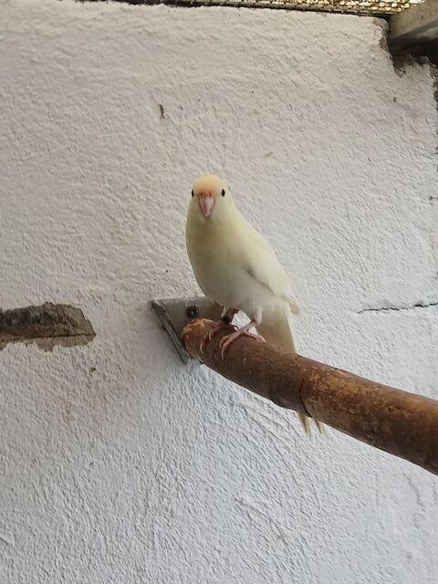 Kakarikis mutations pe b 25 35 67500 Haguenau