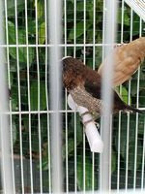   Moineau du japon perlée  