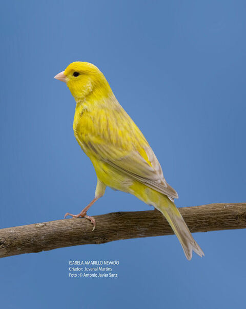 canaris  satiné 60 33240 Saint-andr-de-cubzac