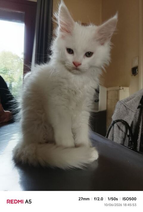 Chatons type maine coon 0 77240 Vert-saint-denis