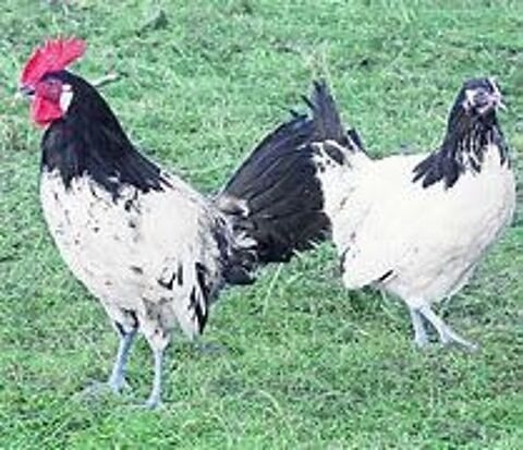Poule Lakenvelder  Idée Cadeau anniversaire fêtes des mères. 39 77540 Courpalay