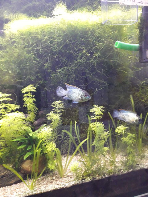 poissons Acara bleus 5 72400 La fert-bernard