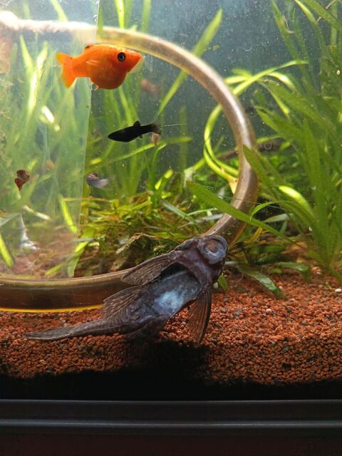 Mollies, guppies et ancistrus 2 13011 Marseille