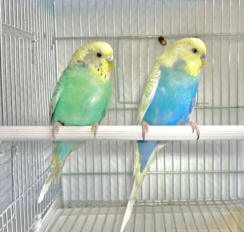 Tr&egrave;s Belle Perruche Ondul&eacute;e S&eacute;lectionner Adultes de 2025 39 94450 Limeil-br�vannes