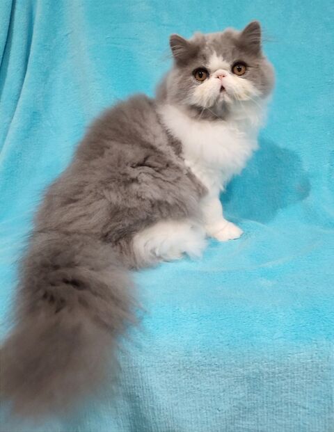 Magnifique chatons persan LOOF 1000 57430 Hazembourg